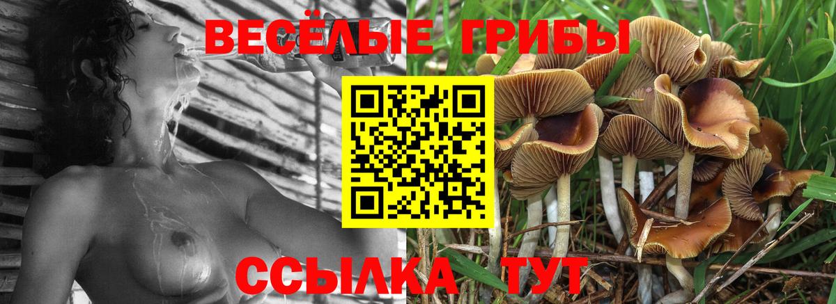 Псилоцибиновые грибы GOLDEN TEACHER  Вход с VPN  дарнет шоп  Борзя  Псилоцибиновые грибы мицелий 